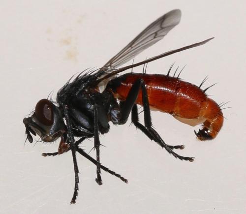 Réf. 324 132 : Cylindromyia bicolor